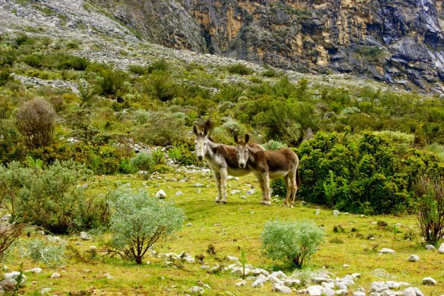 Zdjęcia: Hurascaran, Hurascaran, Ciekawość , PERU Zdjęcia: Hurascaran, Hurascaran, Ciekawość , PERU