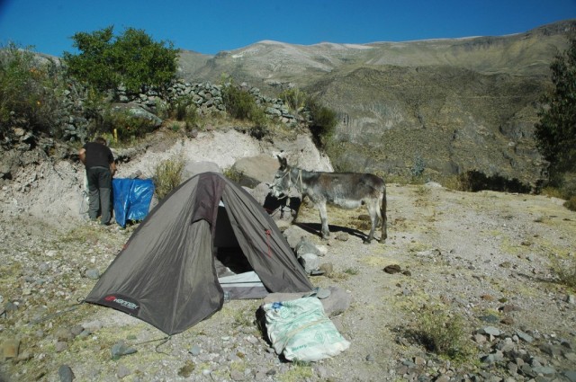 Zdj cia: Puyca, Arequipa, Puyca. 3700 m. n.p.m. (zdj. do art.), PERU