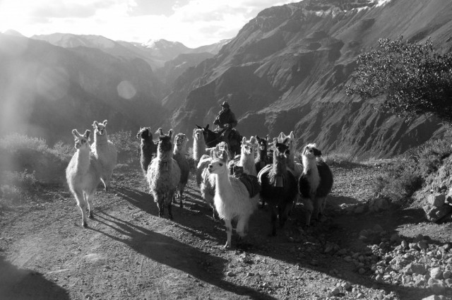 Zdj cia: Pomidzy wioskami, Arequipa, Znw w drodze (zdjcie do artykuu), PERU