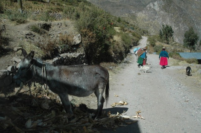 Zdj cia: Suni, Arequipa, Wioska Suni. Paks zajada si Chal (zdjcie do artykuu), PERU