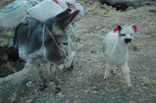 Zdj cia: Peruwiaskie Andy, Arequipa, Maa zagubiona Alpaczka i nasz Paks (zdjcie do art), PERU