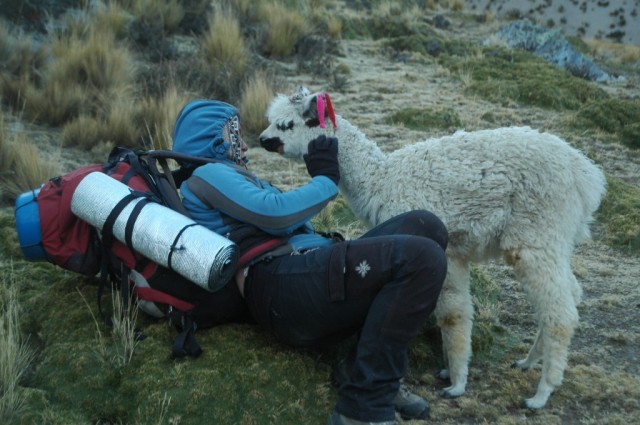 Zdj cia: Peruwiaskie Andy, Arequipa, Maa zagubiona Alpaczka i ja(zdjcie do art), PERU