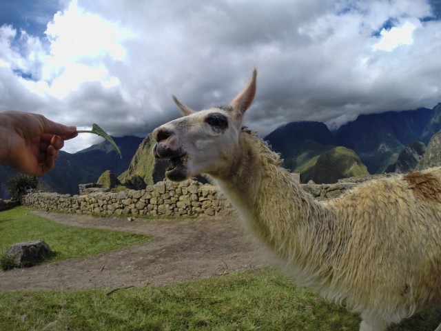 Zdj cia: Machu Picchu, Cusco , Wizyta w Machu Picchu, PERU