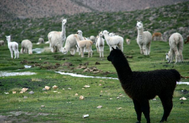 Zdjęcia: W drodze doPUNO, -okolie PUNO, :Czrna owca: Lama, PERU Zdjęcia: W drodze doPUNO, -okolie PUNO, :Czrna owca: Lama, PERU