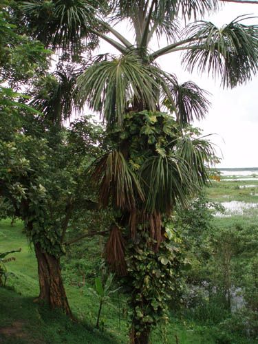 Zdjęcia: Iquitos, dzungla (Loreto), ogrod na palmie, PERU Zdjęcia: Iquitos, dzungla (Loreto), ogrod na palmie, PERU