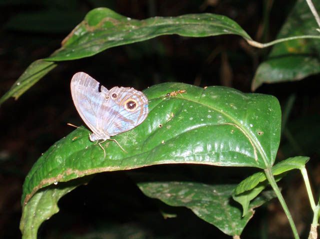 Zdjęcia: okolice Iquitos, dzungla (Loreto), motyl i mrowka, PERU Zdjęcia: okolice Iquitos, dzungla (Loreto), motyl i mrowka, PERU