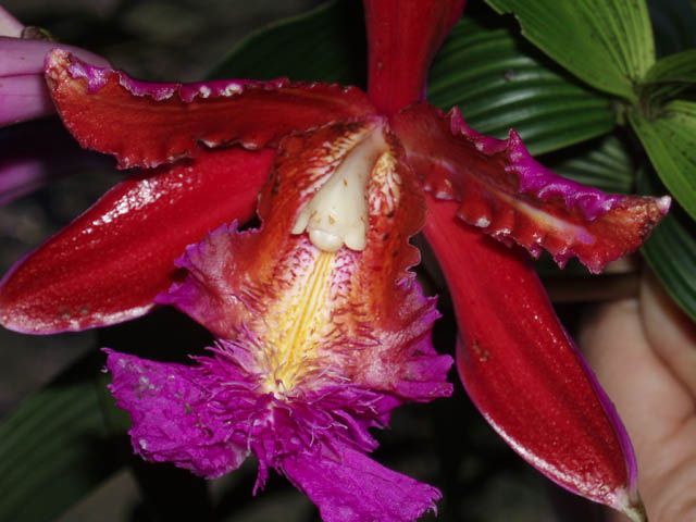 Zdjęcia: orchidea 2, PERU Zdjęcia: orchidea 2, PERU