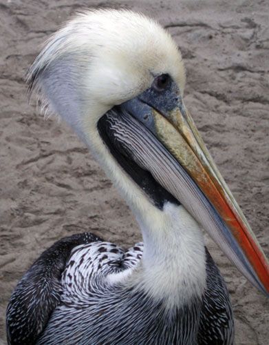 Zdjęcia: Paracas, Ica, pelikan (wiem, dziob mu ucielam), PERU Zdjęcia: Paracas, Ica, pelikan (wiem, dziob mu ucielam), PERU
