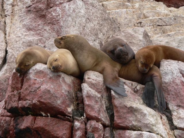 Zdjęcia: Islas Ballestas, Odpoczywamy, PERU Zdjęcia: Islas Ballestas, Odpoczywamy, PERU