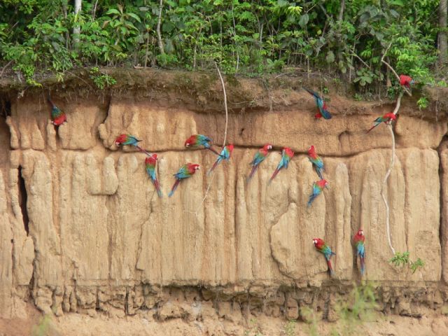 Zdjęcia: Madre De Dios, Ary na Colpie, PERU Zdjęcia: Madre De Dios, Ary na Colpie, PERU