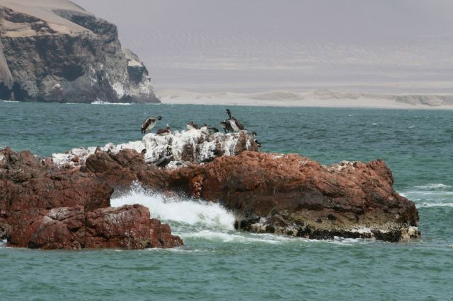 Zdjęcia: Paracas, Paracas, Produkcja guana, PERU Zdjęcia: Paracas, Paracas, Produkcja guana, PERU