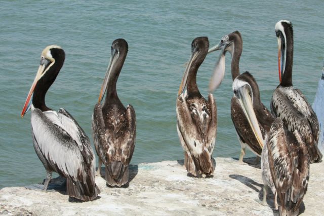 Zdjęcia: Paracas, Paracas, Pelikan....ięta, PERU Zdjęcia: Paracas, Paracas, Pelikan....ięta, PERU