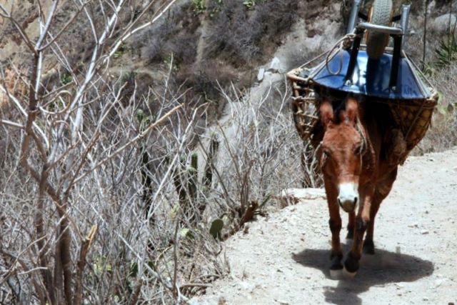 Zdjęcia: kanion Colca, Andy, przewrotny muł ..., PERU Zdjęcia: kanion Colca, Andy, przewrotny muł ..., PERU