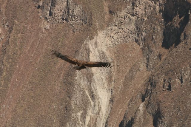 Zdjęcia: Colca, Andy , Kondor, bo jakżeby inaczej...., PERU Zdjęcia: Colca, Andy , Kondor, bo jakżeby inaczej...., PERU