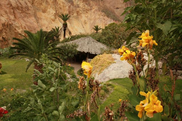 Zdjęcia: kanion Colca - Oasis, Andy, Niespodzianka...na dnie kanionu :D, PERU Zdjęcia: kanion Colca - Oasis, Andy, Niespodzianka...na dnie kanionu :D, PERU