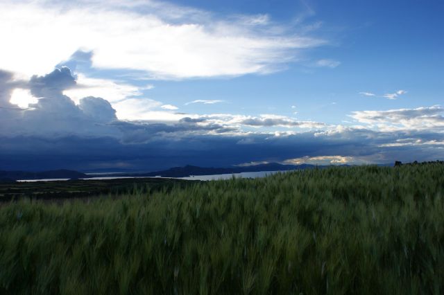 Zdjęcia: Titicaca, Jezioro, Zboże, PERU Zdjęcia: Titicaca, Jezioro, Zboże, PERU