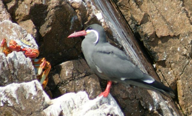 Zdjęcia: Wyspy Ballestas, Narodowy Rezerwat Paracas, Jak by to było z krabem, PERU Zdjęcia: Wyspy Ballestas, Narodowy Rezerwat Paracas, Jak by to było z krabem, PERU