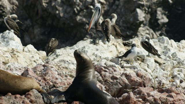 Zdjęcia: Wyspy Ballestas, Narodowy Rezerwat Paracas, Żyjemy jak w rodzinie , PERU Zdjęcia: Wyspy Ballestas, Narodowy Rezerwat Paracas, Żyjemy jak w rodzinie , PERU