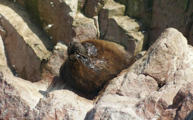 Zdjęcia: Wyspy Ballestas, Narodowy Rezerwat Paracas, Na tej wyspie ja jestem panem, PERU Zdjęcia: Wyspy Ballestas, Narodowy Rezerwat Paracas, Na tej wyspie ja jestem panem, PERU