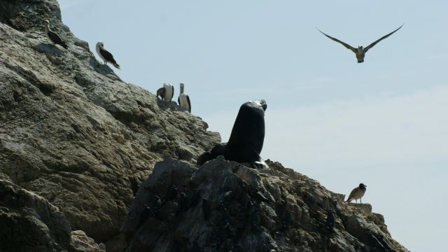 Zdjęcia: Wyspy Ballestas, Narodowy Rezerwat Paracas, Lata i lata po moim niebie, PERU Zdjęcia: Wyspy Ballestas, Narodowy Rezerwat Paracas, Lata i lata po moim niebie, PERU