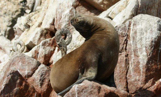 Zdjęcia: Wyspy Ballestas, Narodowy Rezerwat Paracas, Poza nr. 5, PERU Zdjęcia: Wyspy Ballestas, Narodowy Rezerwat Paracas, Poza nr. 5, PERU