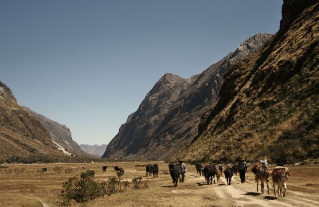 Zdjęcia: Parque Nacional Huascaran, wypas bydla, PERU Zdjęcia: Parque Nacional Huascaran, wypas bydla, PERU