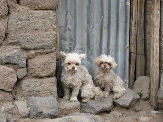 Zdjęcia: Cobanaconde, Canion Colca, Osobliwa para, PERU Zdjęcia: Cobanaconde, Canion Colca, Osobliwa para, PERU