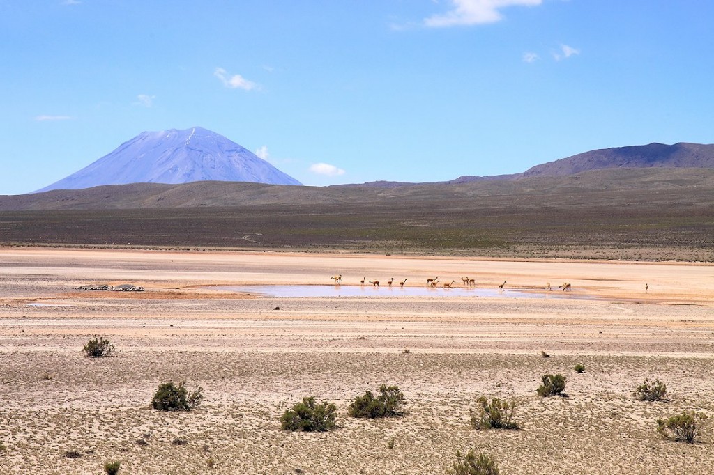Zdjęcia: altiplano (płaskowyż), Andy, VIKUNIE, PERU Zdjęcia: altiplano (płaskowyż), Andy, VIKUNIE, PERU