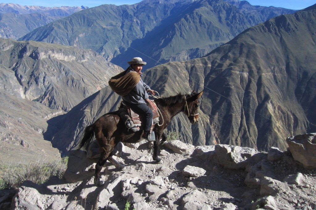 Zdjęcia: kanion Colca, okolice Arequipy, Kobieta na mule, PERU Zdjęcia: kanion Colca, okolice Arequipy, Kobieta na mule, PERU