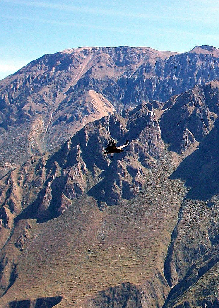 Zdjęcia: Kanion Colca, Andy, Lot kondora, PERU Zdjęcia: Kanion Colca, Andy, Lot kondora, PERU