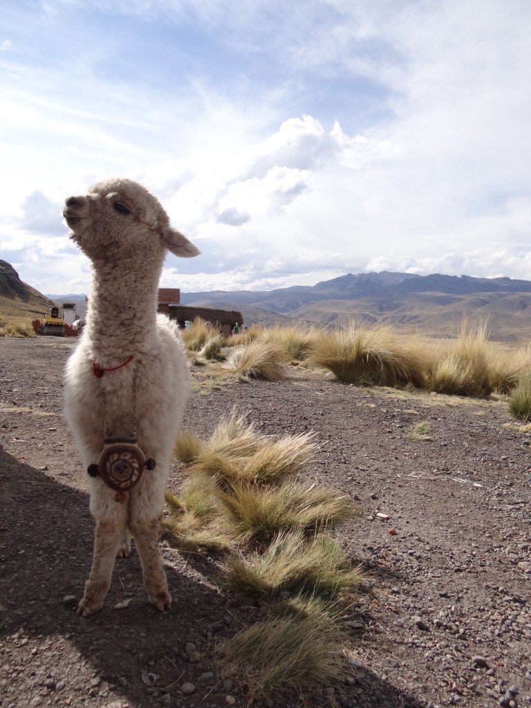 Zdjęcia: Peru, Peru, Czyż nie jestem urocza?, PERU Zdjęcia: Peru, Peru, Czyż nie jestem urocza?, PERU