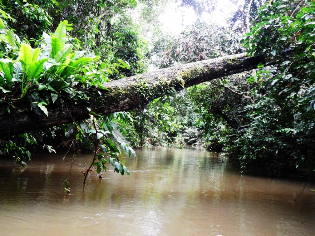 Zdjęcia: Amazonia, Amazonia, dorzecza Amazonki, PERU Zdjęcia: Amazonia, Amazonia, dorzecza Amazonki, PERU