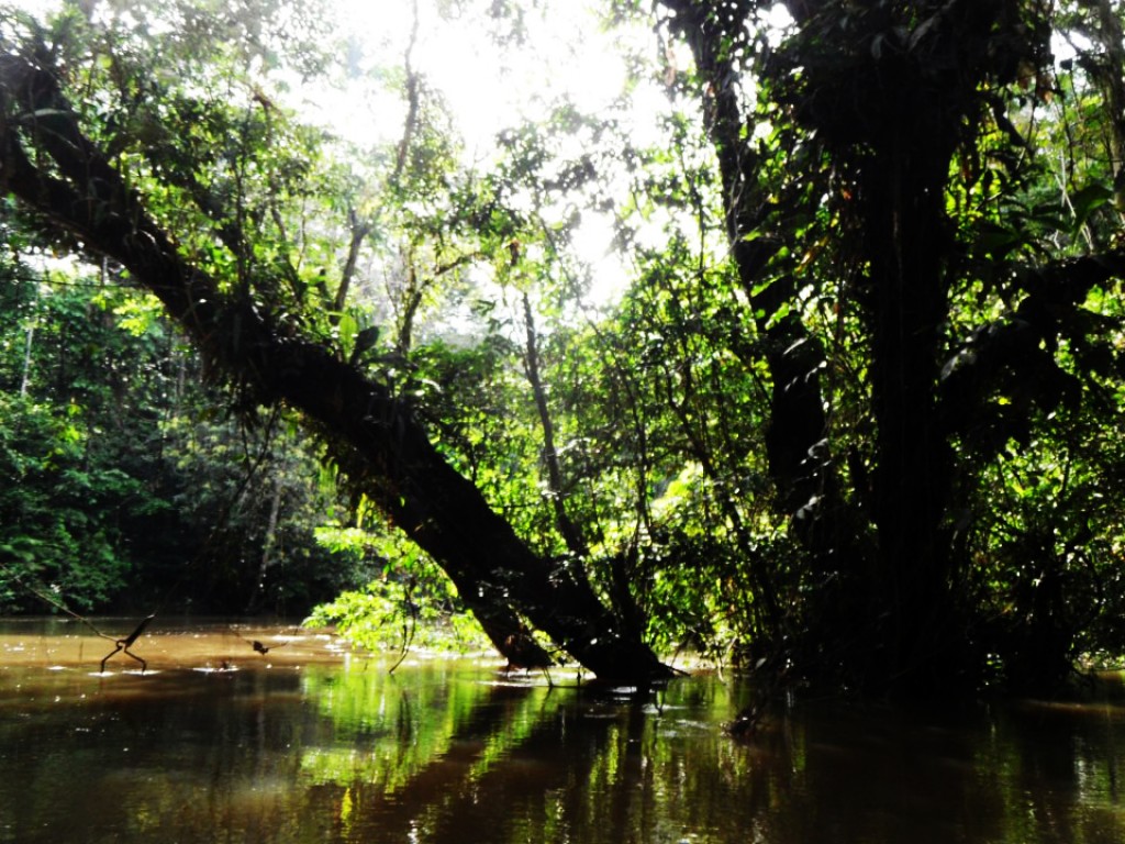 Zdjęcia: Amazonia, Amazonia, woda, i woda, PERU Zdjęcia: Amazonia, Amazonia, woda, i woda, PERU
