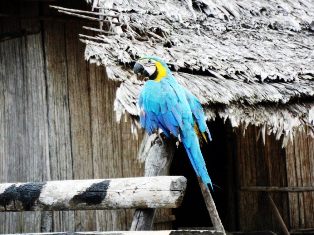 Zdjęcia: Amazonia, Amazonia, Indianska maskotka, PERU Zdjęcia: Amazonia, Amazonia, Indianska maskotka, PERU