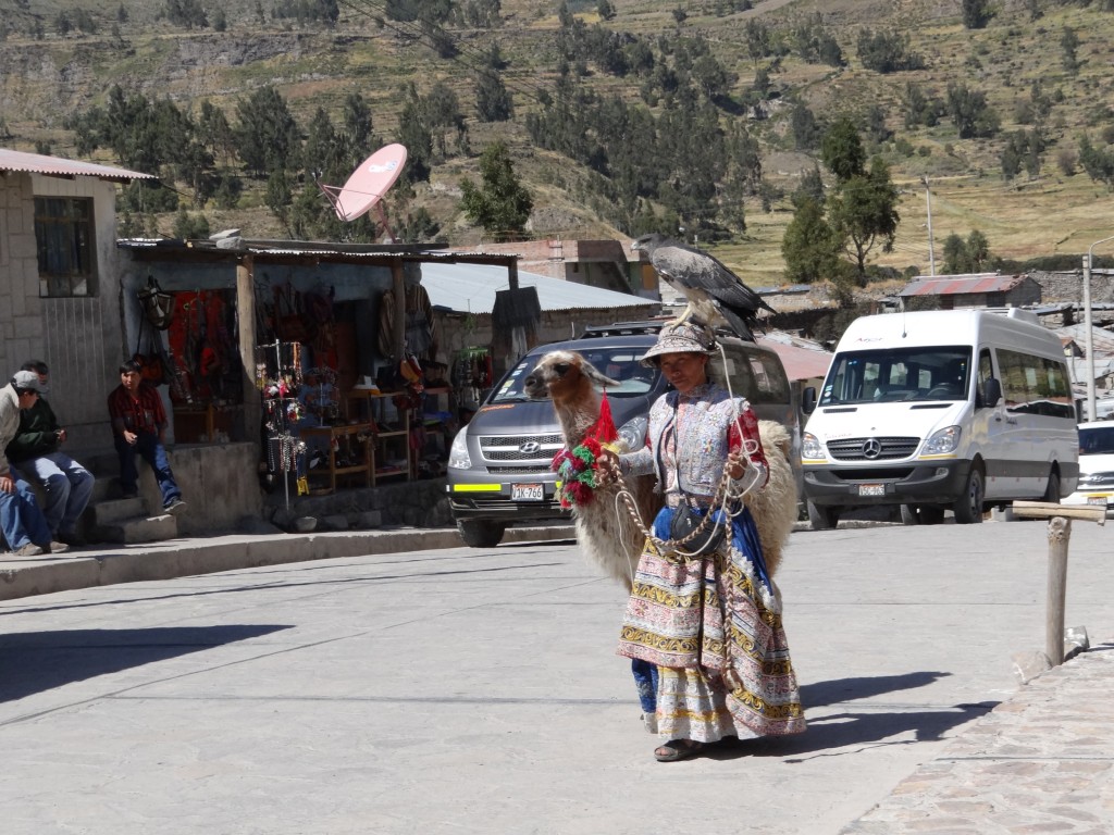 Zdjęcia: ..., okolice Chivay, Moje zwierzęta-konkurs, PERU Zdjęcia: ..., okolice Chivay, Moje zwierzęta-konkurs, PERU