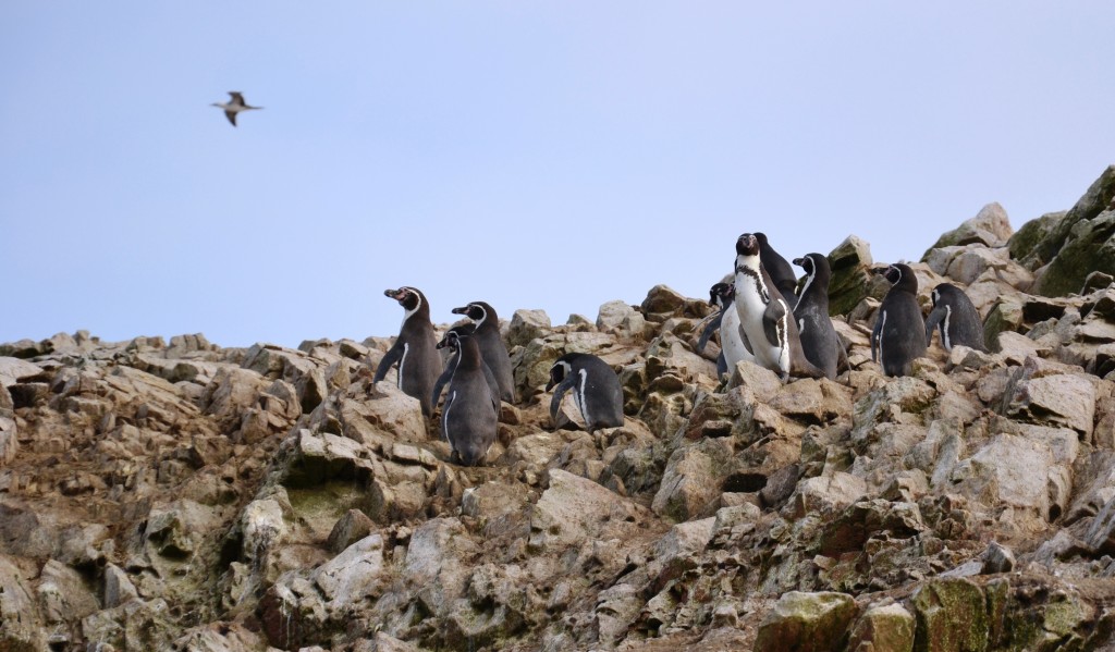 Zdjęcia: Islas Ballestas, Wybrzeże południowe, Chociaż raz polecieć...., PERU Zdjęcia: Islas Ballestas, Wybrzeże południowe, Chociaż raz polecieć...., PERU