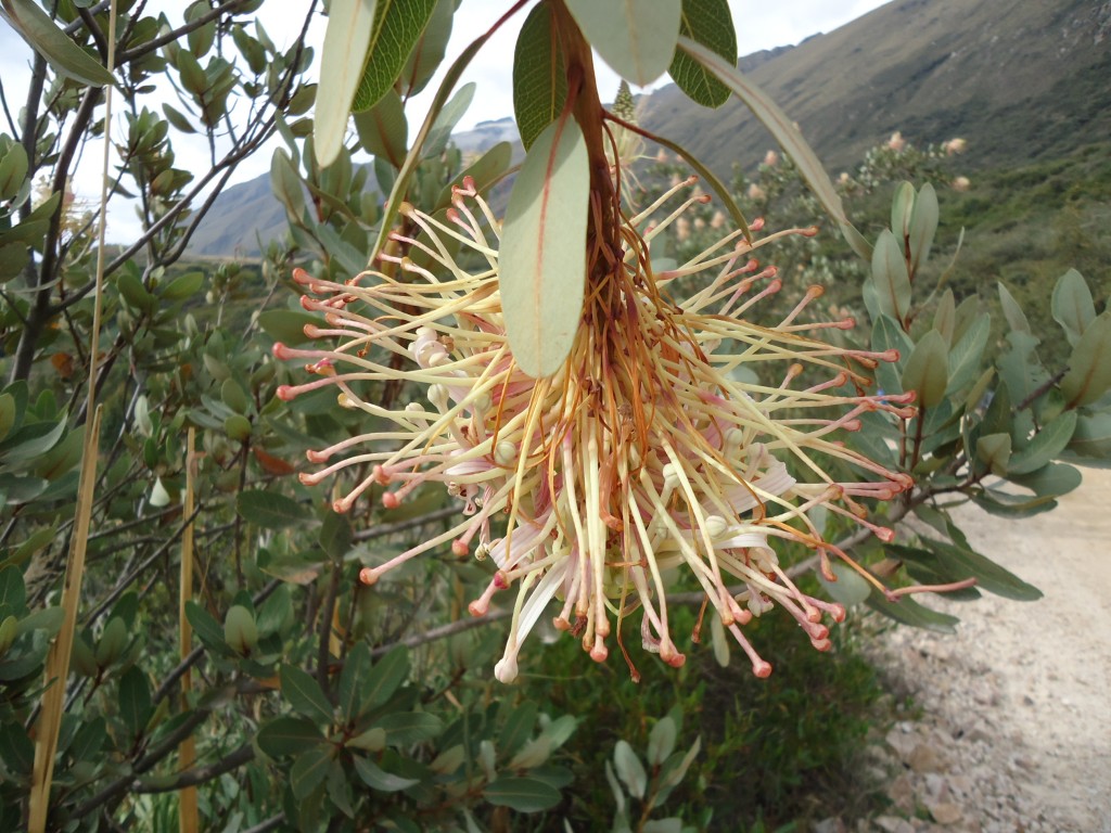 Zdjęcia: Park Narodowy Huascaran, Ancash, Kto wie co to za roślina ?, PERU Zdjęcia: Park Narodowy Huascaran, Ancash, Kto wie co to za roślina ?, PERU