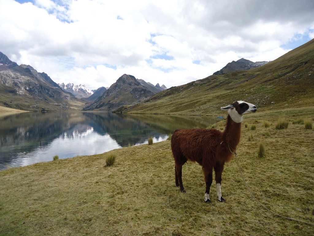 Zdjęcia: Park Narodowy Huascaran, Ancash, Laguna Querococha (3), PERU Zdjęcia: Park Narodowy Huascaran, Ancash, Laguna Querococha (3), PERU