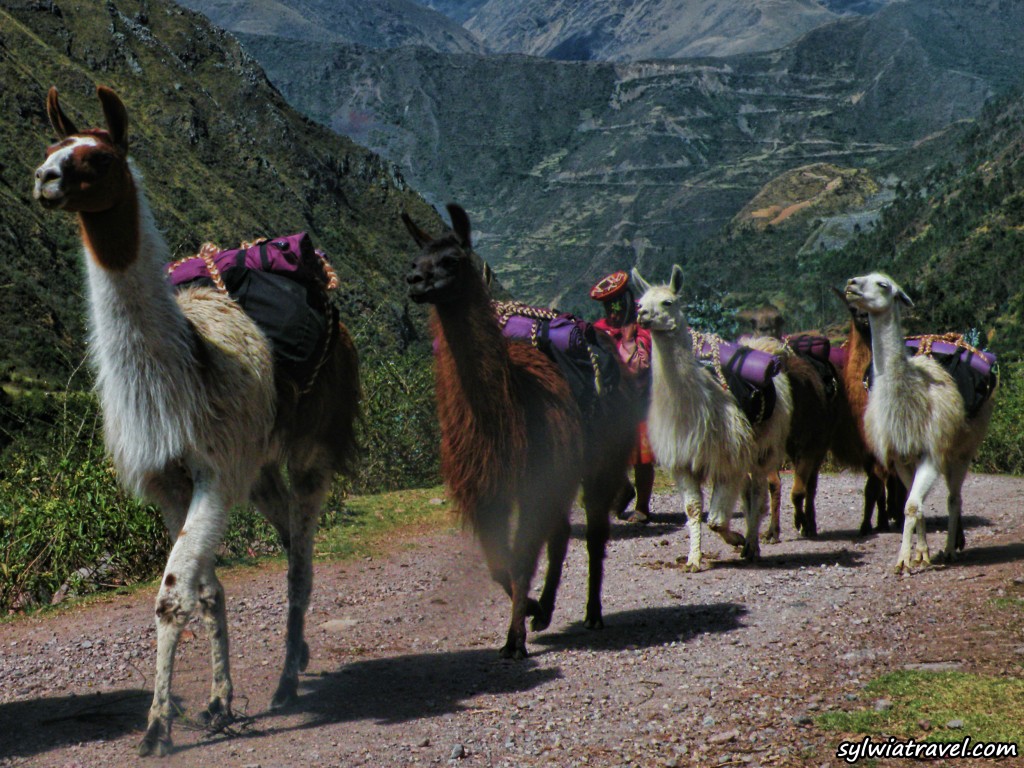 Zdjęcia: Patacancha, Ollantaytambo, Peruwiańskie llamy podczas trekkingu, PERU Zdjęcia: Patacancha, Ollantaytambo, Peruwiańskie llamy podczas trekkingu, PERU