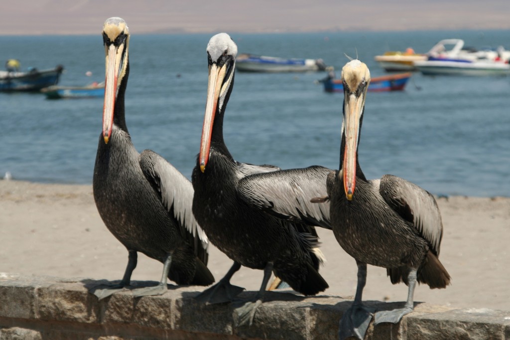 Zdjęcia: Paracas, Paracas, Trzej amigos, PERU Zdjęcia: Paracas, Paracas, Trzej amigos, PERU
