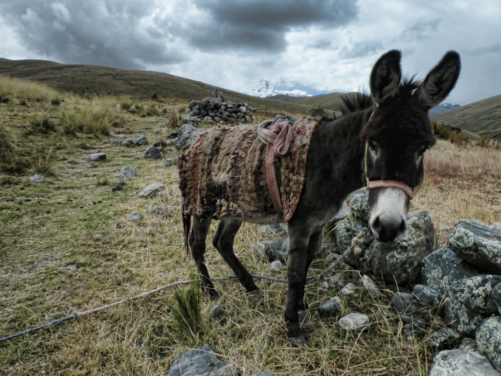 Zdjęcia: Huaraz , Huaraz, Hej, zrób mi zdjęcie, PERU Zdjęcia: Huaraz , Huaraz, Hej, zrób mi zdjęcie, PERU