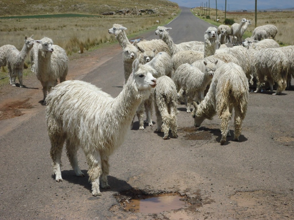 Zdjęcia: okolice Puno, Puno, Znowu korek, PERU Zdjęcia: okolice Puno, Puno, Znowu korek, PERU