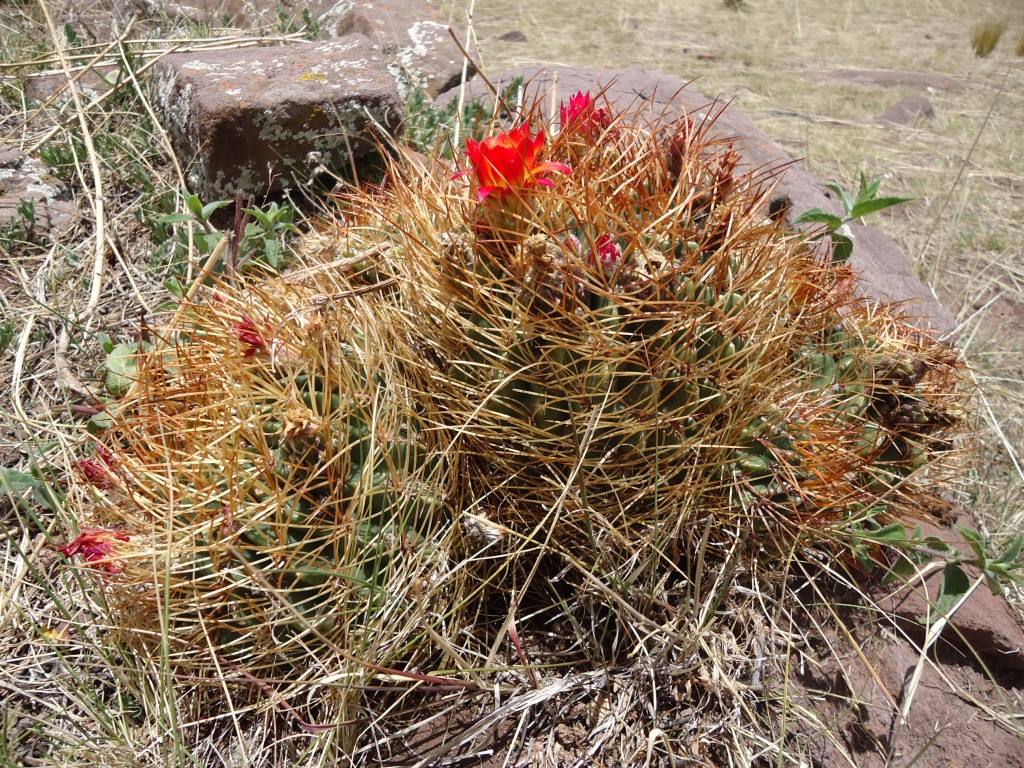 Zdjęcia: Sillustani, Puno, Kaktus, PERU Zdjęcia: Sillustani, Puno, Kaktus, PERU