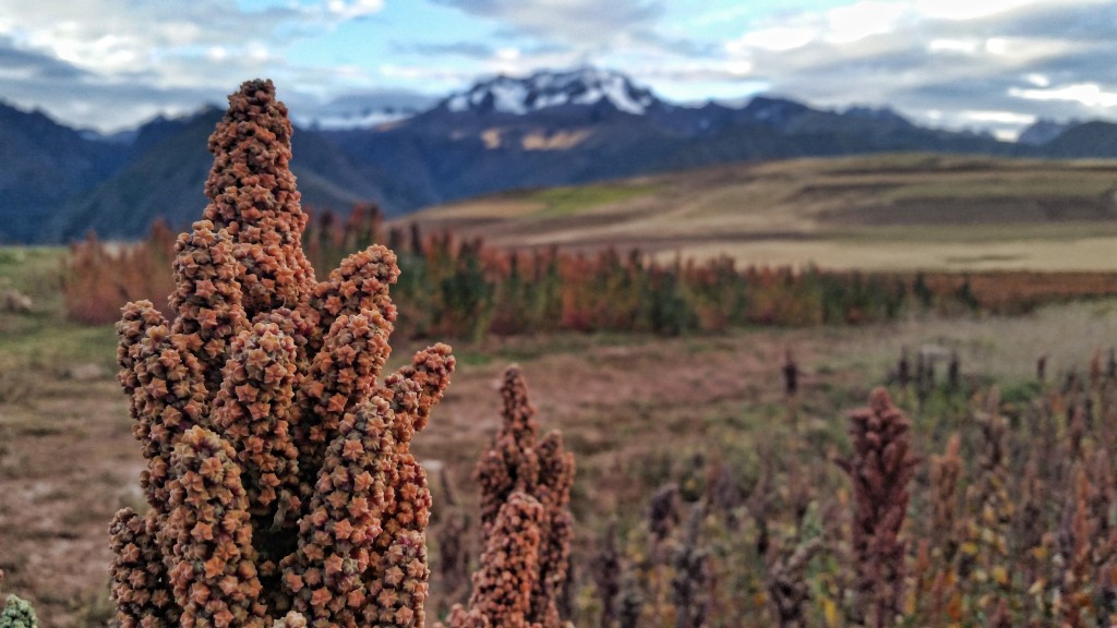 Zdjęcia: Chinchero, Cusco, Quinoa w okolicach Cusco, PERU Zdjęcia: Chinchero, Cusco, Quinoa w okolicach Cusco, PERU