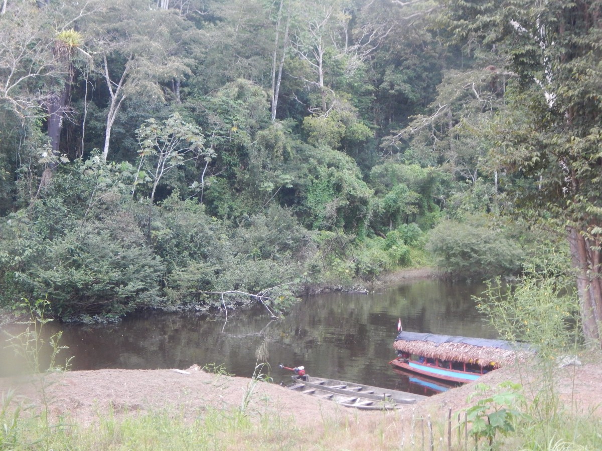 Zdjęcia: Amazonia, Iquitos, selva3, PERU Zdjęcia: Amazonia, Iquitos, selva3, PERU