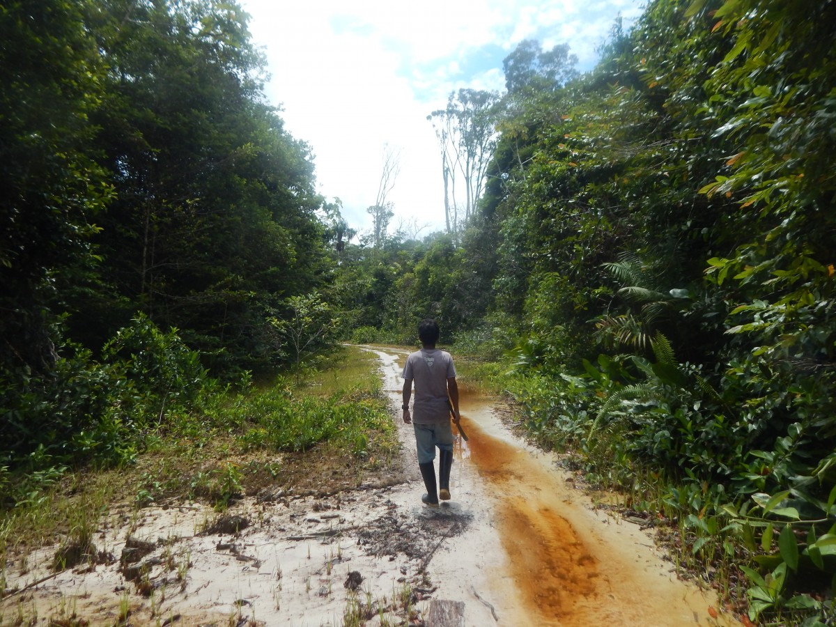 Zdjęcia: Amazonia, Iquitos, Przez dżunglę, PERU Zdjęcia: Amazonia, Iquitos, Przez dżunglę, PERU