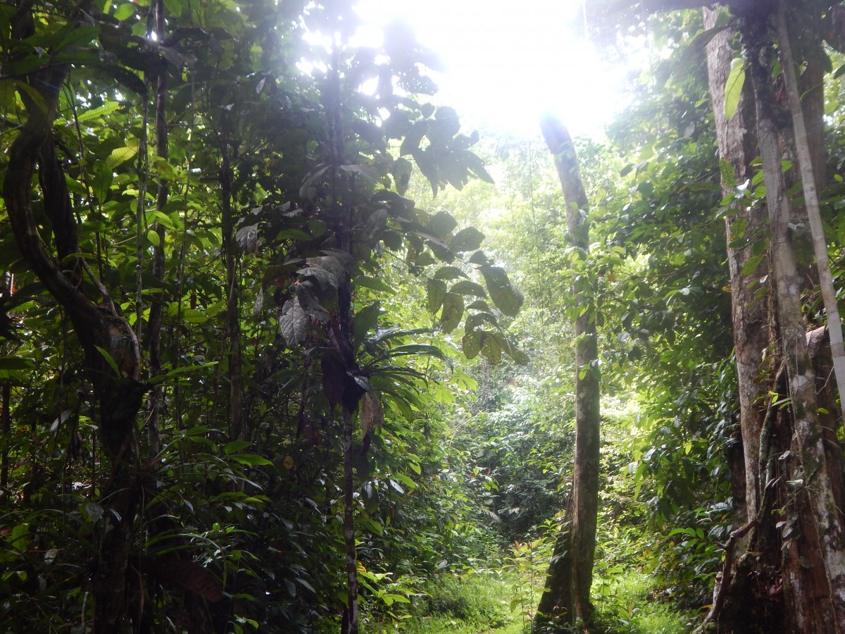 Zdjęcia: Amazonia, Iquitos, Głeboko w puszczy, PERU Zdjęcia: Amazonia, Iquitos, Głeboko w puszczy, PERU