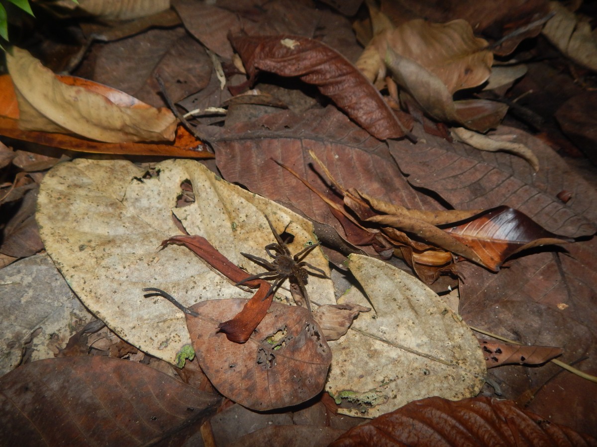 Zdjęcia: Amazonia, Iquitos, Pająk, PERU Zdjęcia: Amazonia, Iquitos, Pająk, PERU