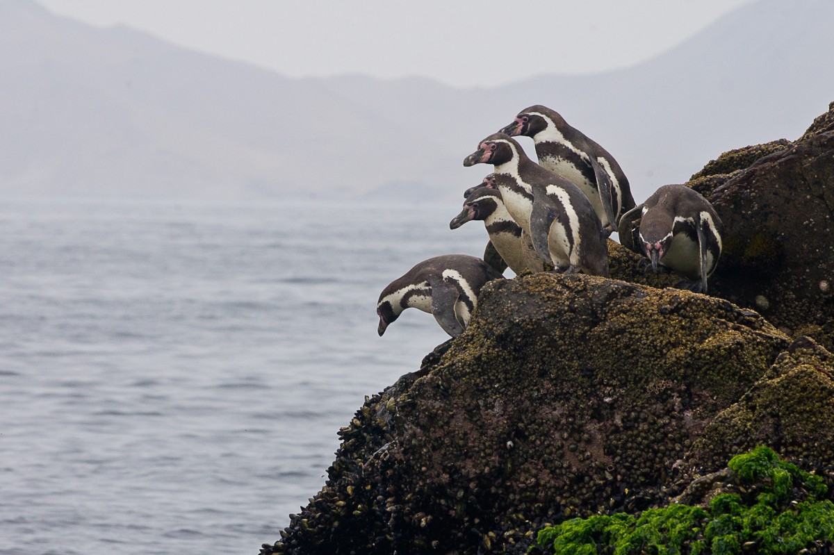 Zdjęcia: /, Islas Ballestas, U mnie głęboko, jak u ciebie?, PERU Zdjęcia: /, Islas Ballestas, U mnie głęboko, jak u ciebie?, PERU