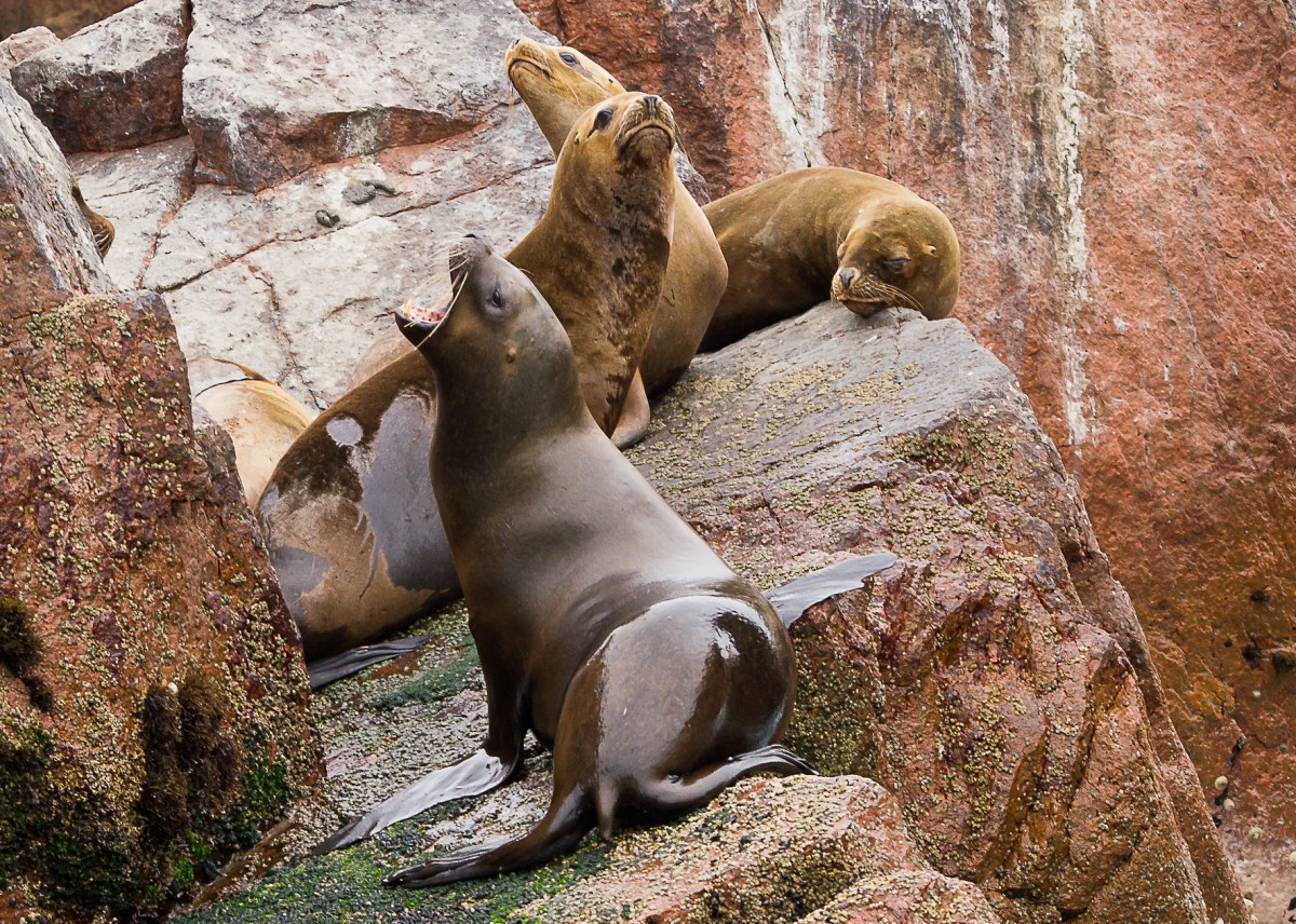 Zdjęcia: /, Islas Ballestas, Władca, PERU Zdjęcia: /, Islas Ballestas, Władca, PERU